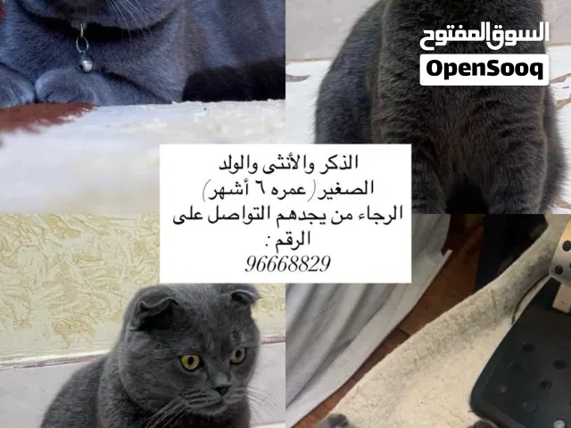 قطط مفقودة مقابل صناعية السويق
