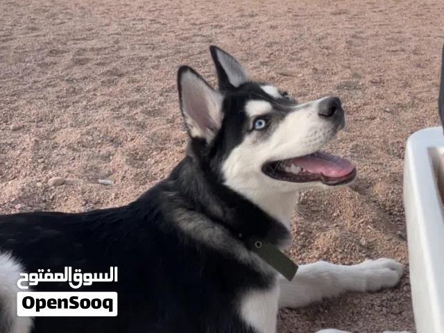 هاسكي سيبيري بيور ماخد كل مطاعيمه ودفترهم موجود العمر 5 - 6 اشهر و مدرب على اوامر اساسية