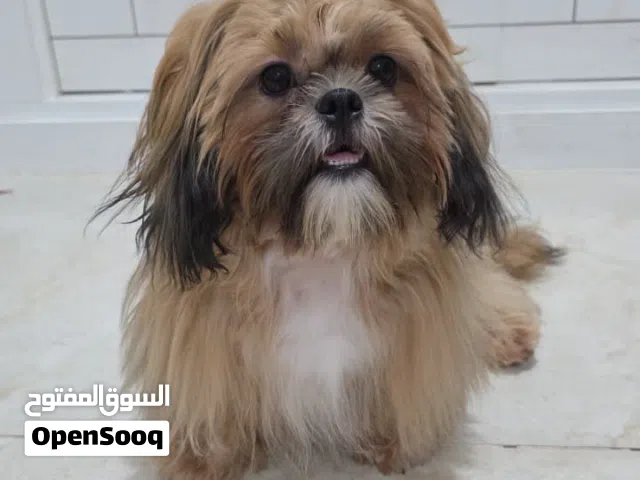 شدزو ذكر عمره 9 شهور مستواه عالي والحجم القصير