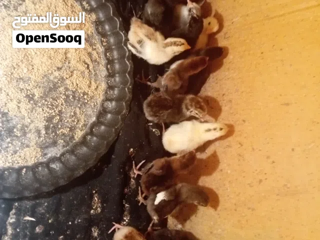 متوفر افراخ عرب