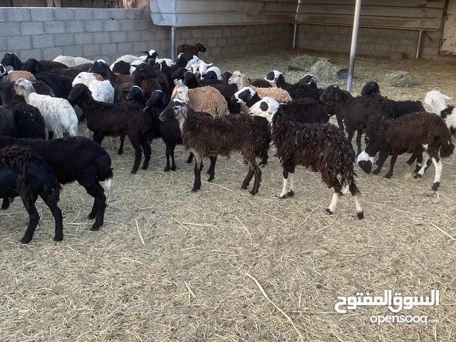 مجموعة كباشه وجعد تهجين يمني سعودي