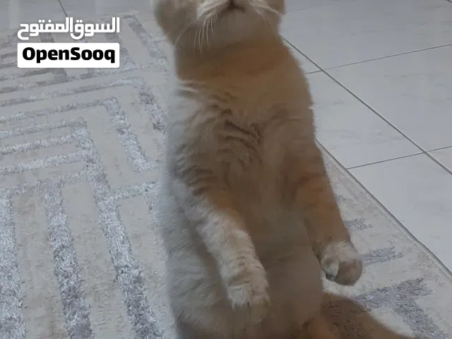 قط ذكر سكوتش فولد نادر للبيع