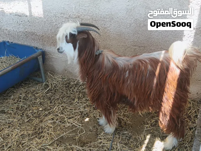 تيش رحبي عمر سنه ونص
