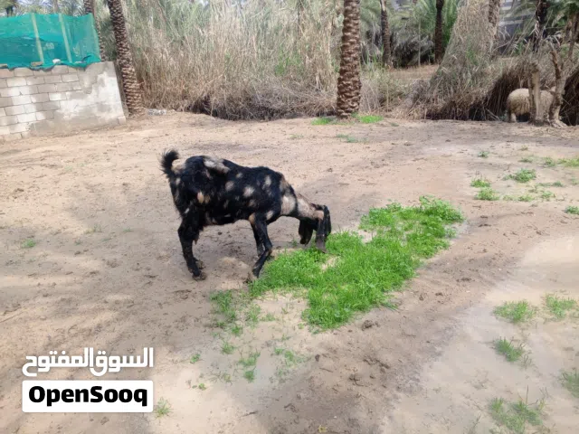 صخلة افغانية ام 4بطن صخلة توامة كلة تجيب 3لو 4 وهسة جوها نثية وفحل وراكبا فوك فروخها