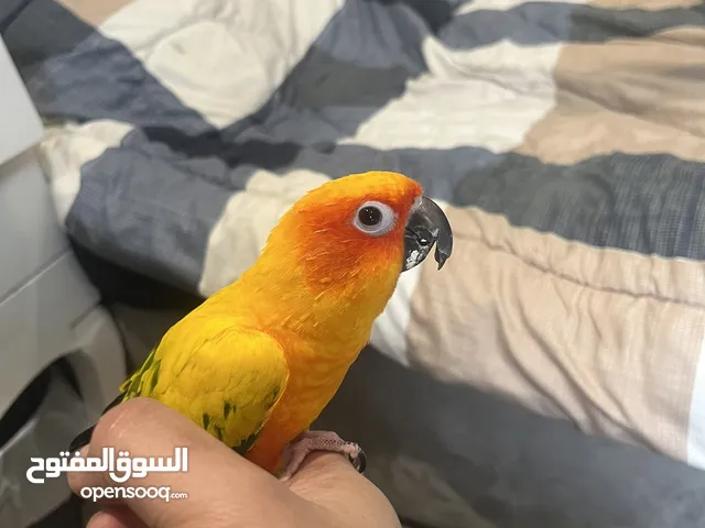 صن كيور ربوه وفيه بداية كلام