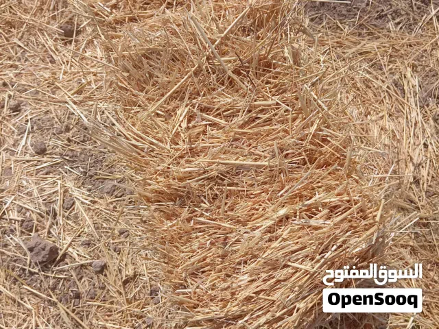 بالات قش قمح للبيع على 1.35قرش