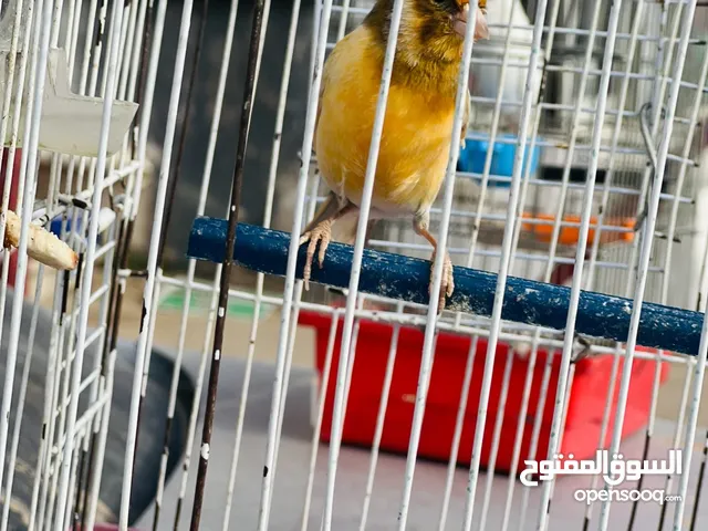 كناري جنزور 17