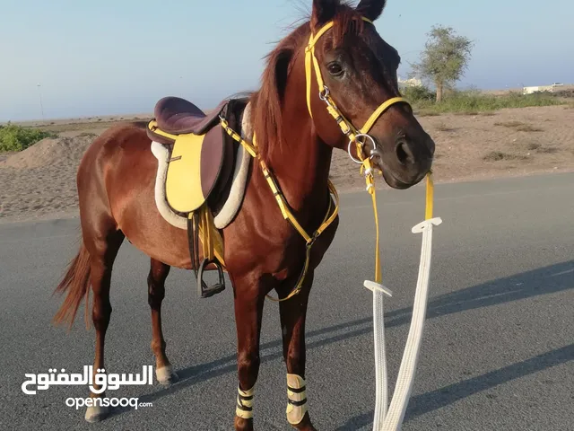 حصان عربي فحل للبيع