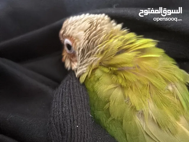 كنيور  Pineapple conure
