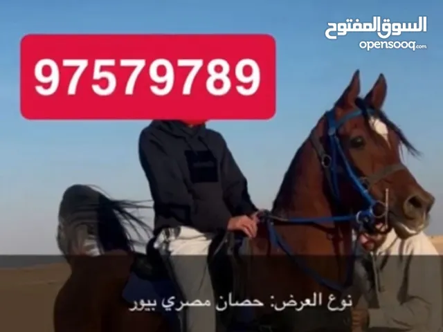 حصان مصري بيور