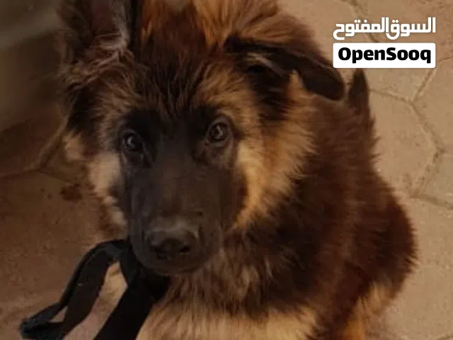 جيرمن شيبر ذكور واناث