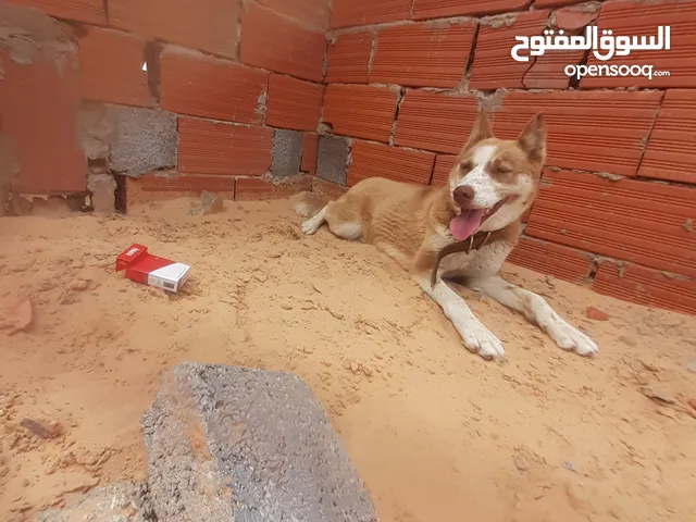 كلابه هاسكي للبيع عمرها7 شهور