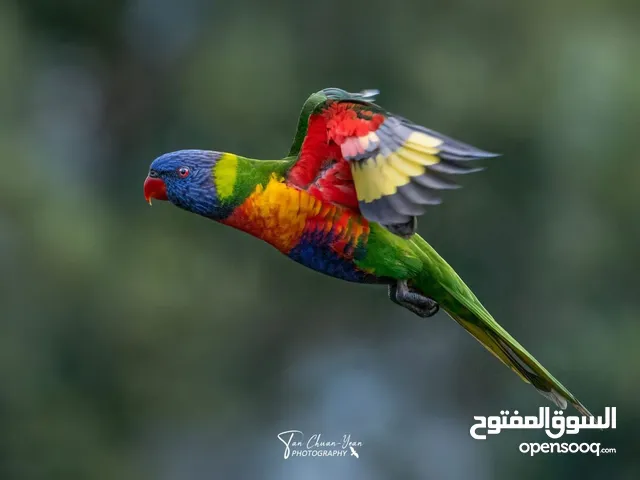 ببغاء شوف الوصف