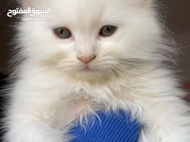 قطه شيرازي انثى عمرها شهرين متعوده عاللتر بوكس