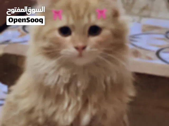 هملايا وشيرازي