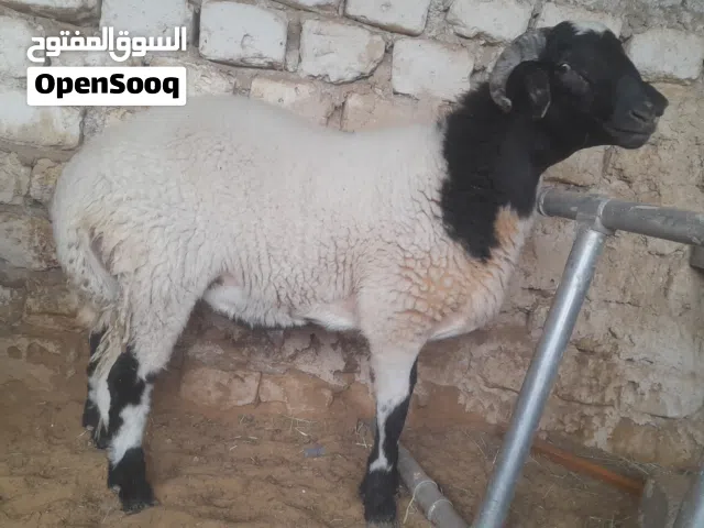 خروف للبيع