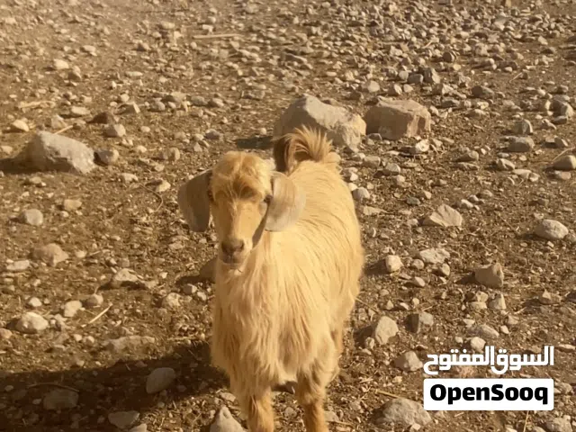 للبيع جدي جامودي هديد