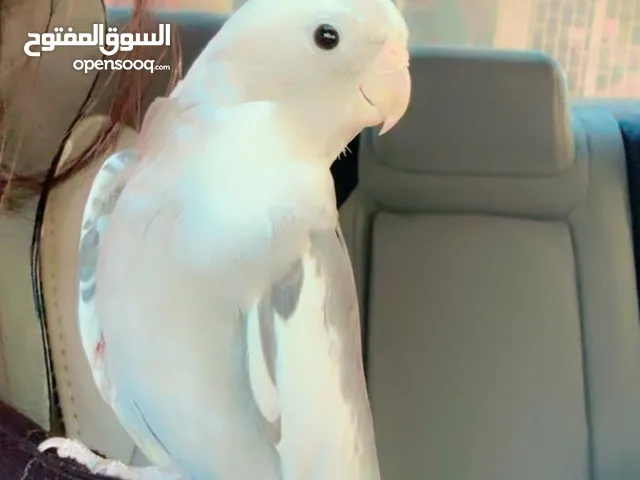 Albino split white face male Cockateil