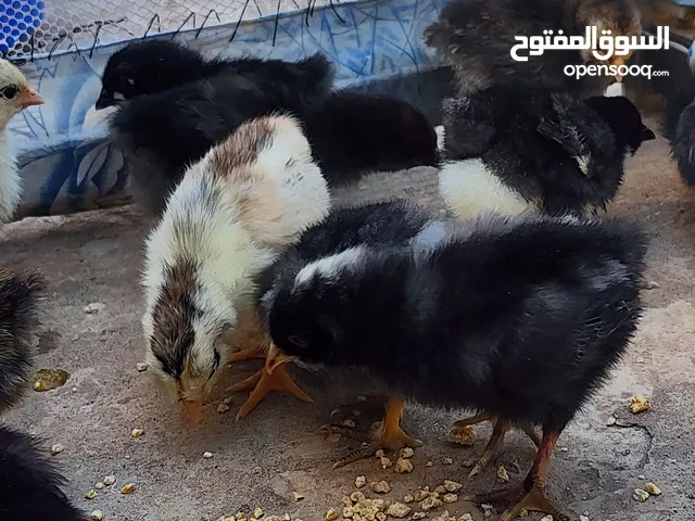 عتاتيق بسم الله ماشاء عمرهم 7 ايام اخر قطع السعر 4 للواحد