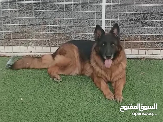 انثى جيرمن حامل مستورده من مصر و ملقحه من جيرمن ستورد من بولنده الي يبا يجوف فيديو تلقيح يتواصل