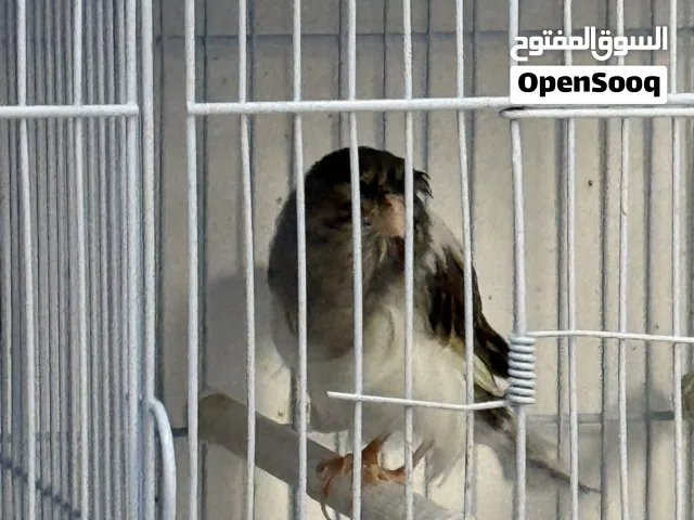 كناري همداني تغريد السعر 20 دينار