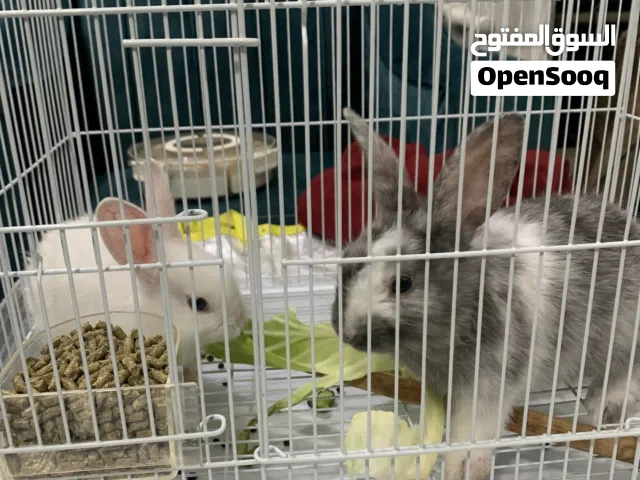 Rabbits for sale