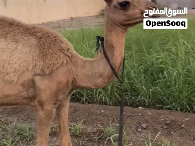 بكرة مزاين باطنية، ابوها ود الخوارة بعير السعدي  ومها مصيحة