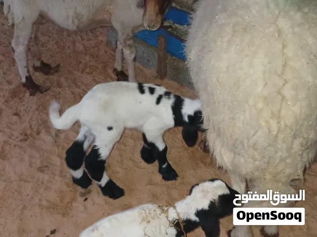 زوز نعجات للبيع مشاء الله تحتم زوز خرفان