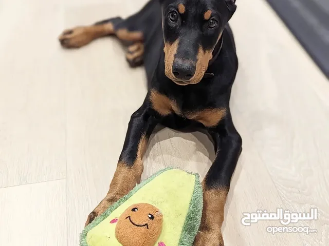 Loving beautiful male and female Doberman pinscher puppies for a new hood home