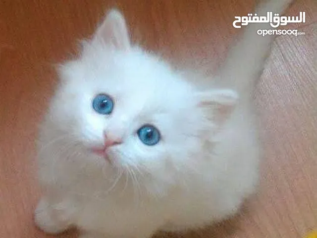 قطط شيرازي السن شهران عيون زرقاء معلمين طواليط