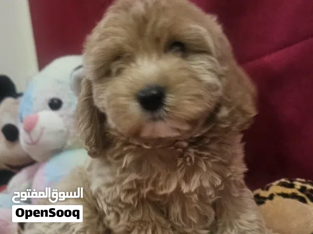 Cockapoo male