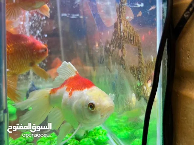 اسماك زينة عملاقة (Goldfish) رقااص حجم ماشاء الله..