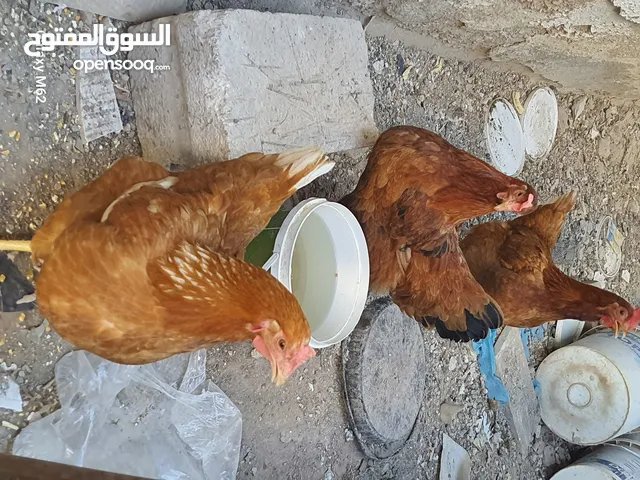 دجاج لوهمان هندي