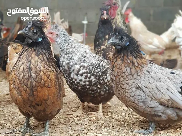 صيصان للدجاج الحبحب الكويتي