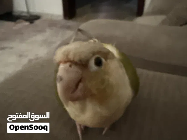 ببغاء كنيور