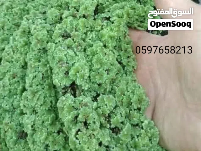 نبات الأزولا