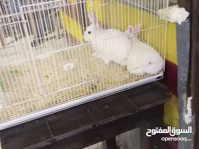 Rabbit with cage for sale