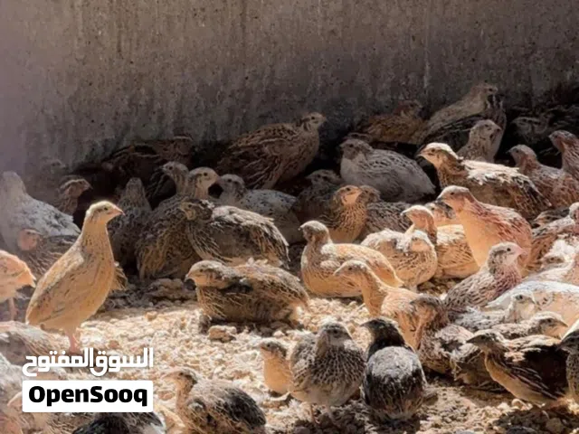 البيع سمان عمرهم شهر