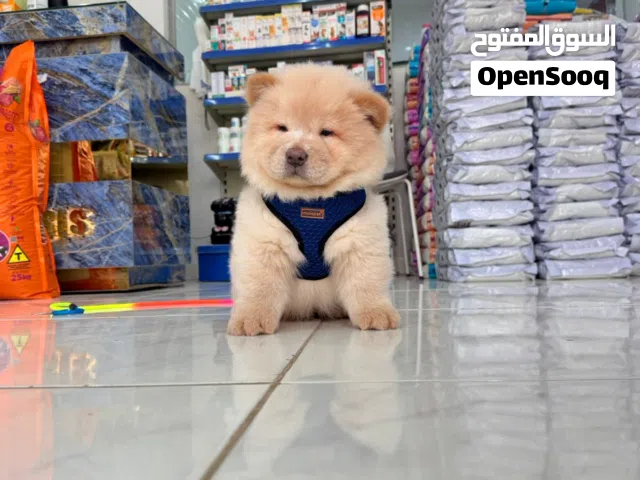 Chow Chow Puppy For Sale