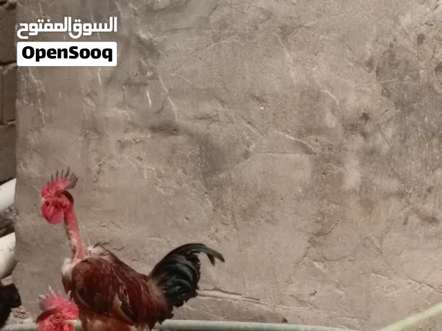 ديج عربي