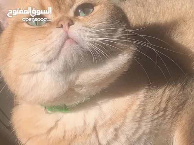 قط سكوتش ستريت شانشيلا scotch straight chinchilla