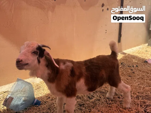 تيس رحبي جميل