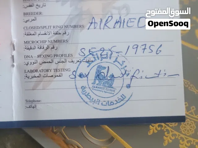 كوبيا ببغاء