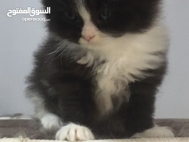 قطط شيرازي بيكي فيس
