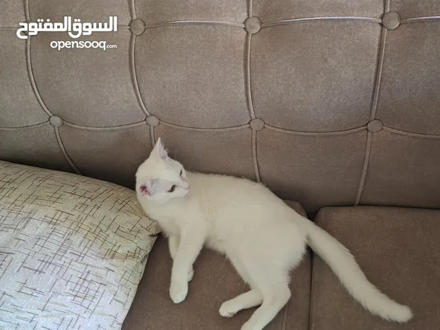 قطة تبني  أنثى وليست للبيع
