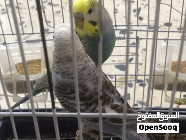 كوبية دكر رينبو انتي انجليزية