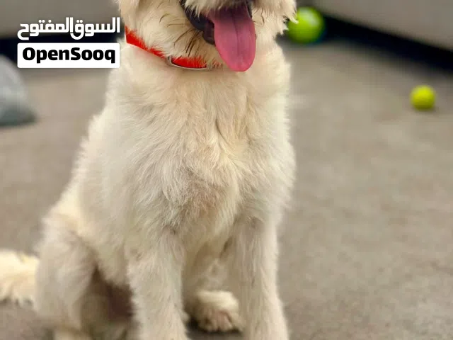 كلب جولد ريتريفر مستورد