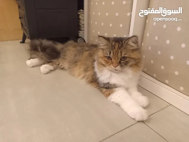 قطه اليفه للتبني    month female cat for free 5 ,