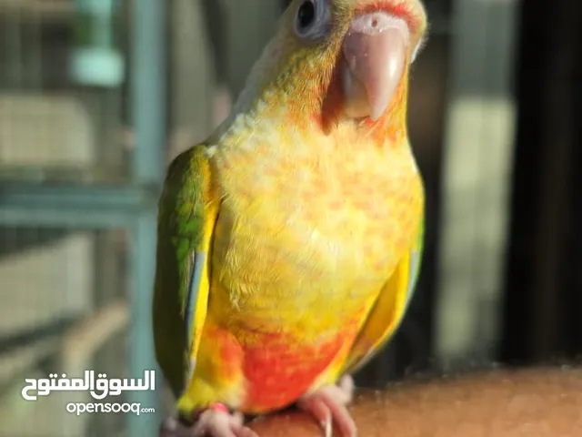 ببغاء جرين شيك انناس اليف مدرب طيران حر