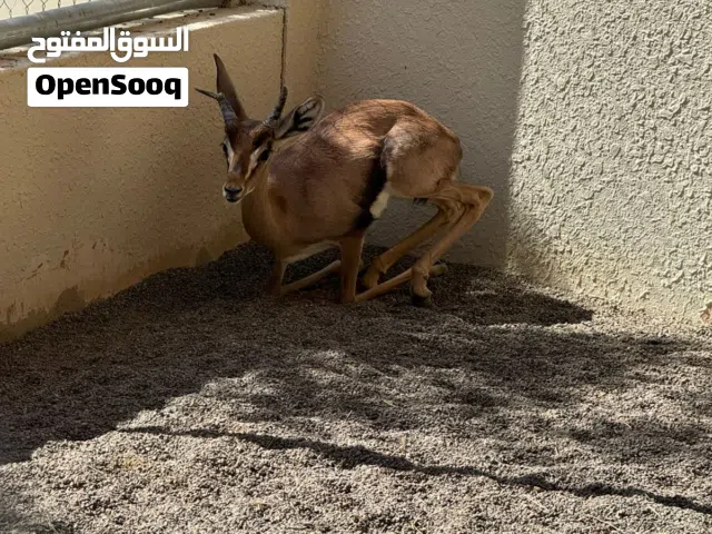 ذكر غزال الديماني للبيع